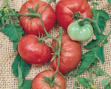 Italian Tree Tomato Seeds